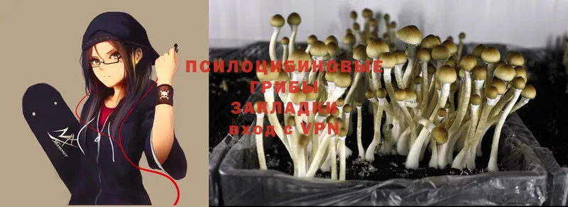 цены   Армянск  Галлюциногенные грибы Magic Shrooms 